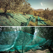 Carica l'immagine nel visualizzatore di Gallery, telo antispina antistrappo per raccolta olive mt 8x8 con occhielli rinforzati tipo pugliese tipo scuotitore con spacco centrale