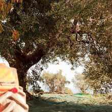 Carica l'immagine nel visualizzatore di Gallery, rete telo raccolta olive mt 6x24 antistrappo antispina tipo pugliese tipo scuotitore