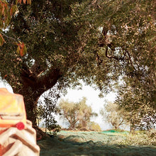 Carica l'immagine nel visualizzatore di Gallery, telo rete raccolta mt 8x12 olive antistrappo antispina con occhielli tipo pugliese tipo scuotitore