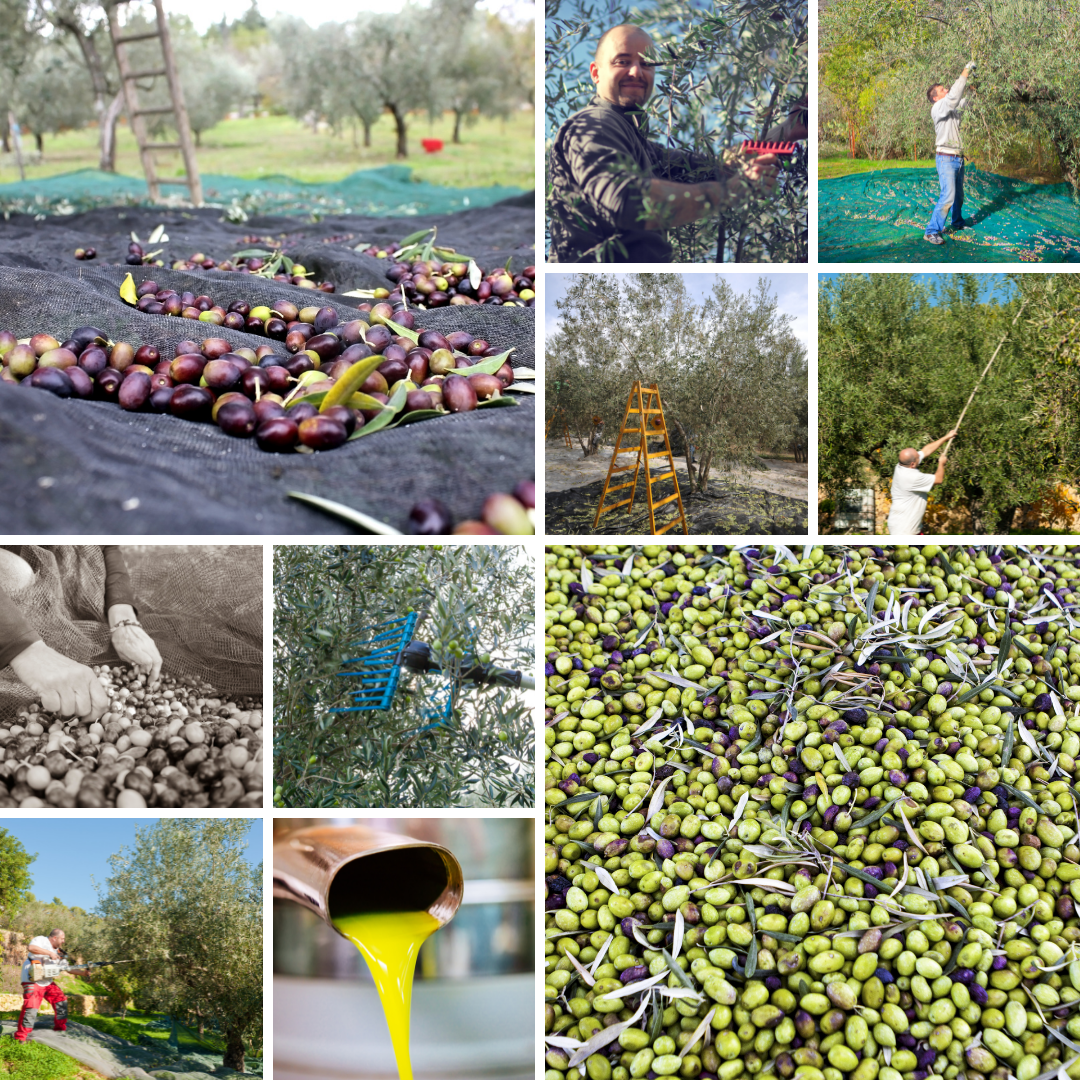 attrezzature per la raccolta olive