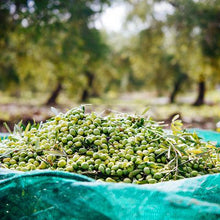 Carica l&#39;immagine nel visualizzatore di Gallery, rete telo raccolta olive mt 12x12 antistrappo antispina con occhielli tipo pugliese tipo scuotitore con spacco centrale
