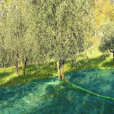 rete telo raccolta olive antistrappo antispina tipo pugliese tipo scuotitore con spacco centrale